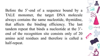 Before the 5’-end of a sequence bound by a
TALE monomer, the target DNA molecule
always contains the same nucleotide, thymidine,
that affects the binding efficiency. The last
tandem repeat that binds a nucleotide at the 3’-
end of the recognition site consists only of 20
amino acid residues and therefore is called a
half-repeat.
 