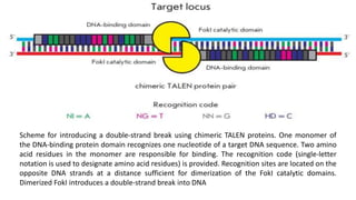 Scheme for introducing a double-strand break using chimeric TALEN proteins. One monomer of
the DNA-binding protein domain recognizes one nucleotide of a target DNA sequence. Two amino
acid residues in the monomer are responsible for binding. The recognition code (single-letter
notation is used to designate amino acid residues) is provided. Recognition sites are located on the
opposite DNA strands at a distance sufficient for dimerization of the FokI catalytic domains.
Dimerized FokI introduces a double-strand break into DNA
 