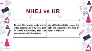Use a DNA templet to restore the
DSBs the outcome of this kind of
repair is precised
NHEJ vs HR
Rejoins the broken ends and is
often accompanied by loss/ gain
of some nucleotides, thus the
outcome of NHEJ is variable
 
