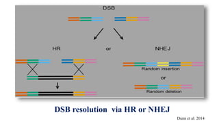 DSB resolution via HR or NHEJ
Dunn et al. 2014
 