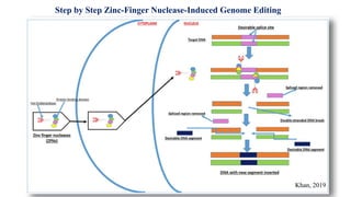 Step by Step Zinc-Finger Nuclease-Induced Genome Editing
Khan, 2019
 
