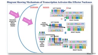 Diagram Showing Mechanisms of Transcription Activator-like Effector Nucleases
Khan, 2019
 