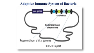 Adaptive Immune System of Bacteria
 