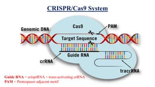 CRISPR/Cas9 System
Guide RNA = crisprRNA + trans-activating crRNA
PAM = Protospacer adjacent motif
 
