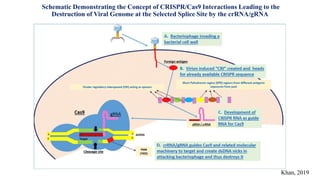 Schematic Demonstrating the Concept of CRISPR/Cas9 Interactions Leading to the
Destruction of Viral Genome at the Selected Splice Site by the crRNA/gRNA
Khan, 2019
 