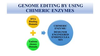 GENOME EDITING BY USING
CHIMERIC ENZYMES
DNA
Binding
Domain
Endonu
cleases
Domain
CHIMERIC
ENZYME/
DESIGNER
ENGINEERED
ENDONUCLEA
SES
 