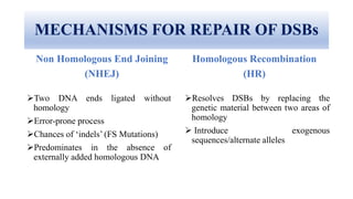 MECHANISMS FOR REPAIR OF DSBs
Non Homologous End Joining
(NHEJ)
Two DNA ends ligated without
homology
Error-prone process
Chances of ‘indels’ (FS Mutations)
Predominates in the absence of
externally added homologous DNA
Homologous Recombination
(HR)
Resolves DSBs by replacing the
genetic material between two areas of
homology
 Introduce exogenous
sequences/alternate alleles
 
