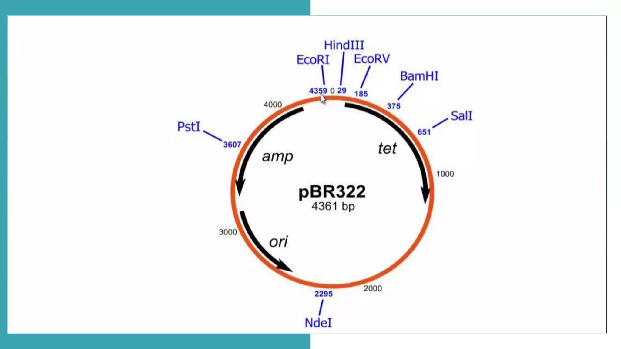 Modern
Portfolio
Presentation
You can simply impress your audience and
add a unique zing and appeal to your
Presentations. Easy to change colors,
photos and Text. Get a modern
PowerPoint Presentation that is beautifully
designed. You can simply impress your
audience and add a unique zing and
appeal to your Presentations. Easy to
change colors, photos and Text. Get a
modern PowerPoint Presentation that is
beautifully designed.
 