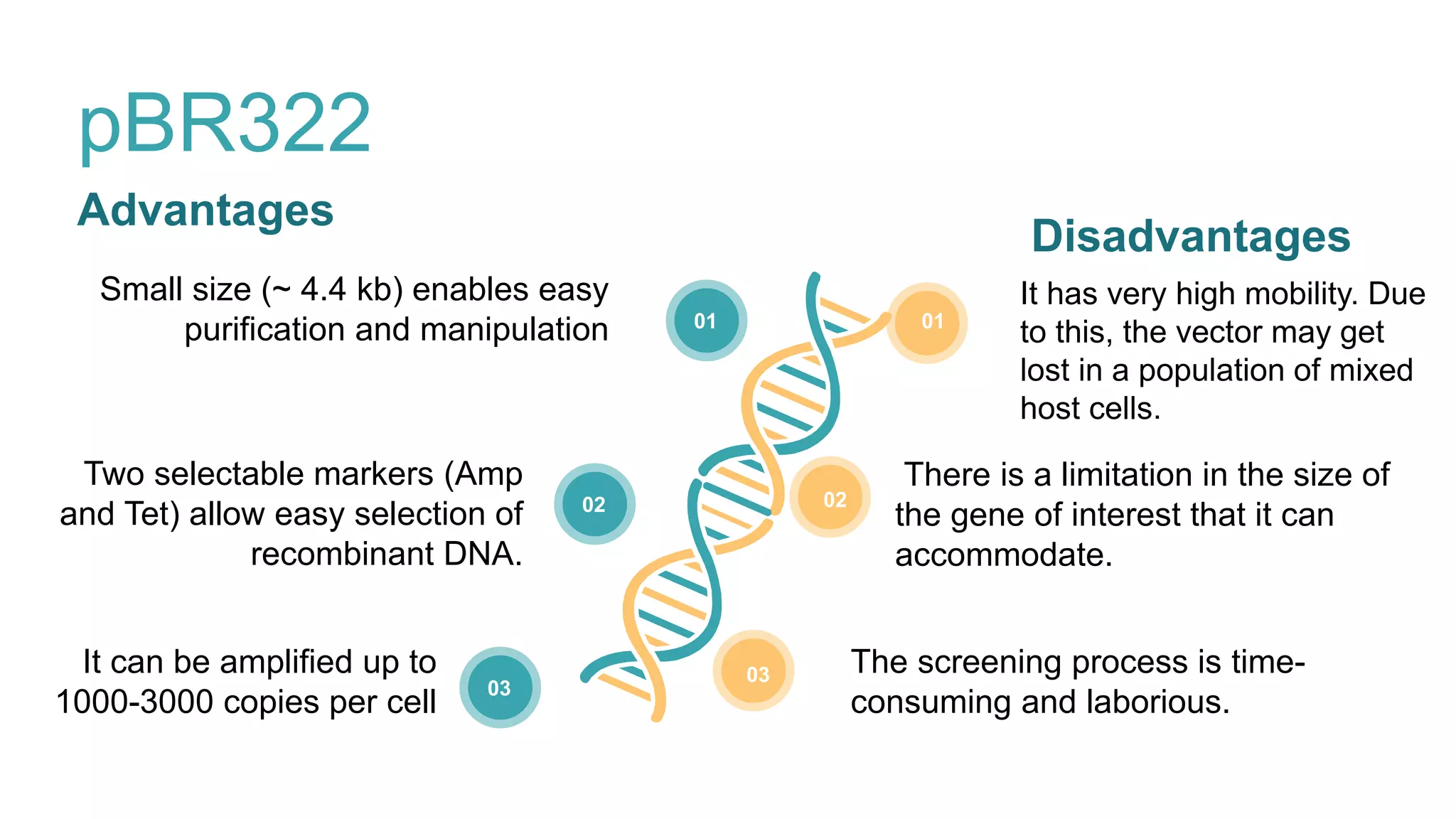 pBR322
It has very high mobility. Due
to this, the vector may get
lost in a population of mixed
host cells.
01
There is a limitation in the size of
the gene of interest that it can
accommodate.
02
The screening process is time-
consuming and laborious.
03
Small size (~ 4.4 kb) enables easy
purification and manipulation 01
Two selectable markers (Amp
and Tet) allow easy selection of
recombinant DNA.
02
It can be amplified up to
1000-3000 copies per cell
03
Advantages
Disadvantages
 