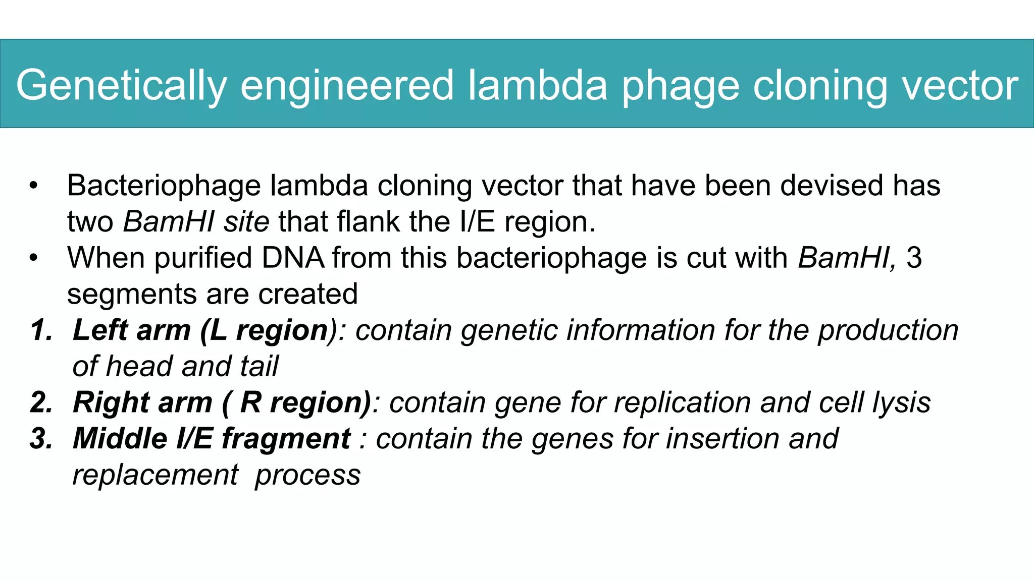Genetically engineered lambda phage cloning vector
• Bacteriophage lambda cloning vector that have been devised has
two BamHI site that flank the I/E region.
• When purified DNA from this bacteriophage is cut with BamHI, 3
segments are created
1. Left arm (L region): contain genetic information for the production
of head and tail
2. Right arm ( R region): contain gene for replication and cell lysis
3. Middle I/E fragment : contain the genes for insertion and
replacement process
 