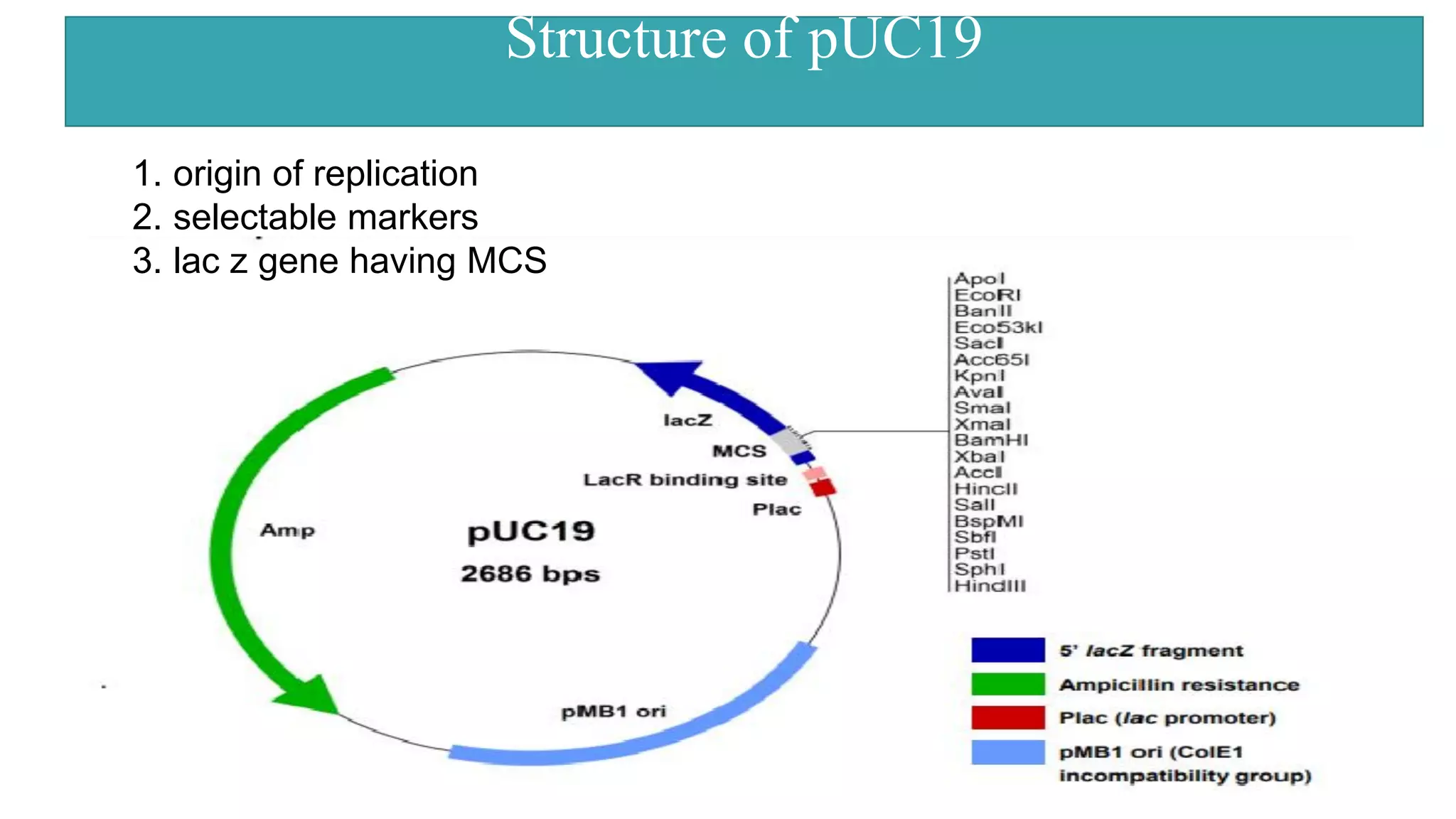 .
1. origin of replication
2. selectable markers
3. lac z gene having MCS
Structure of pUC19
 