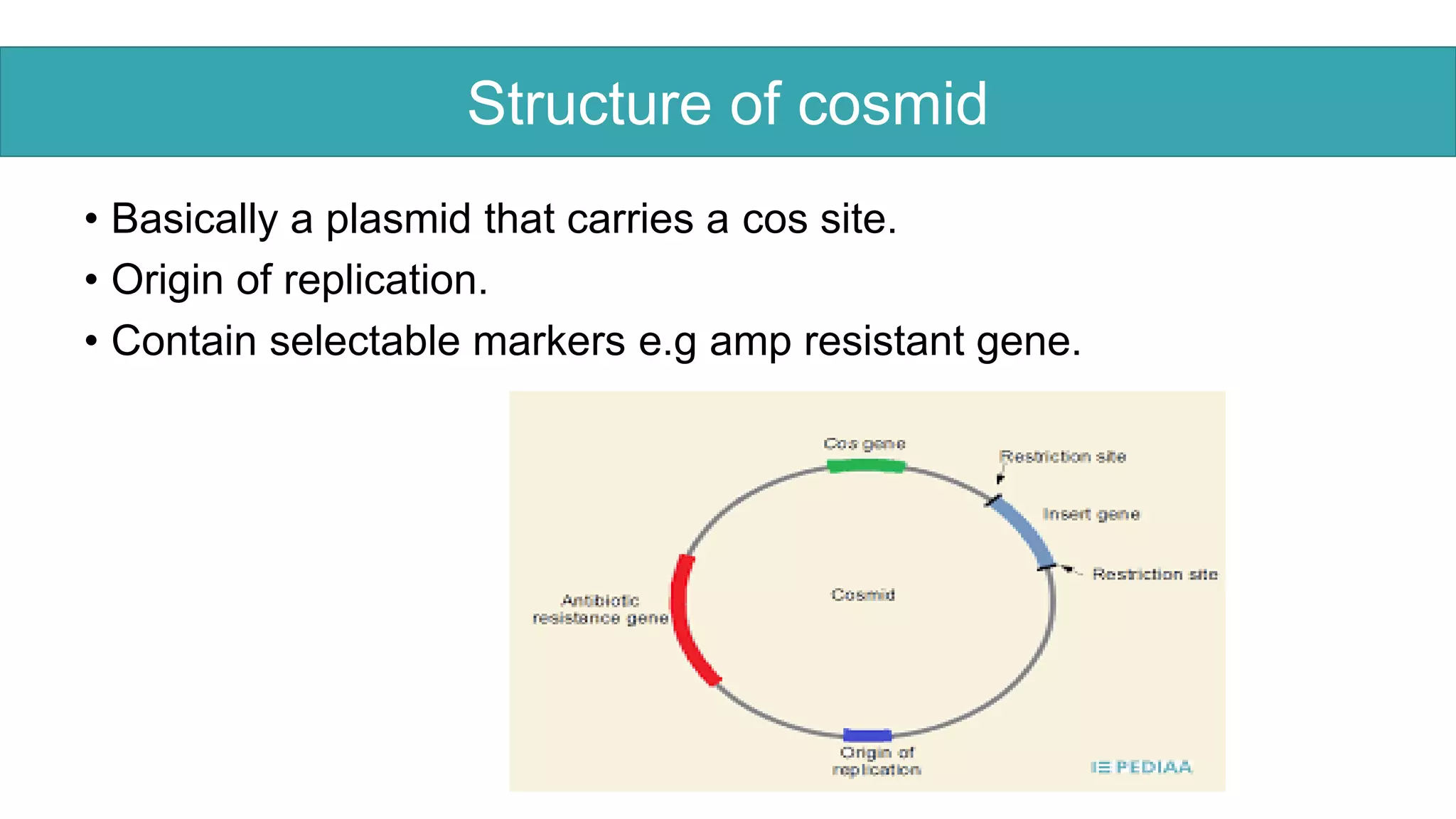 .
• Basically a plasmid that carries a cos site.
• Origin of replication.
• Contain selectable markers e.g amp resistant gene.
Structure of cosmid
 
