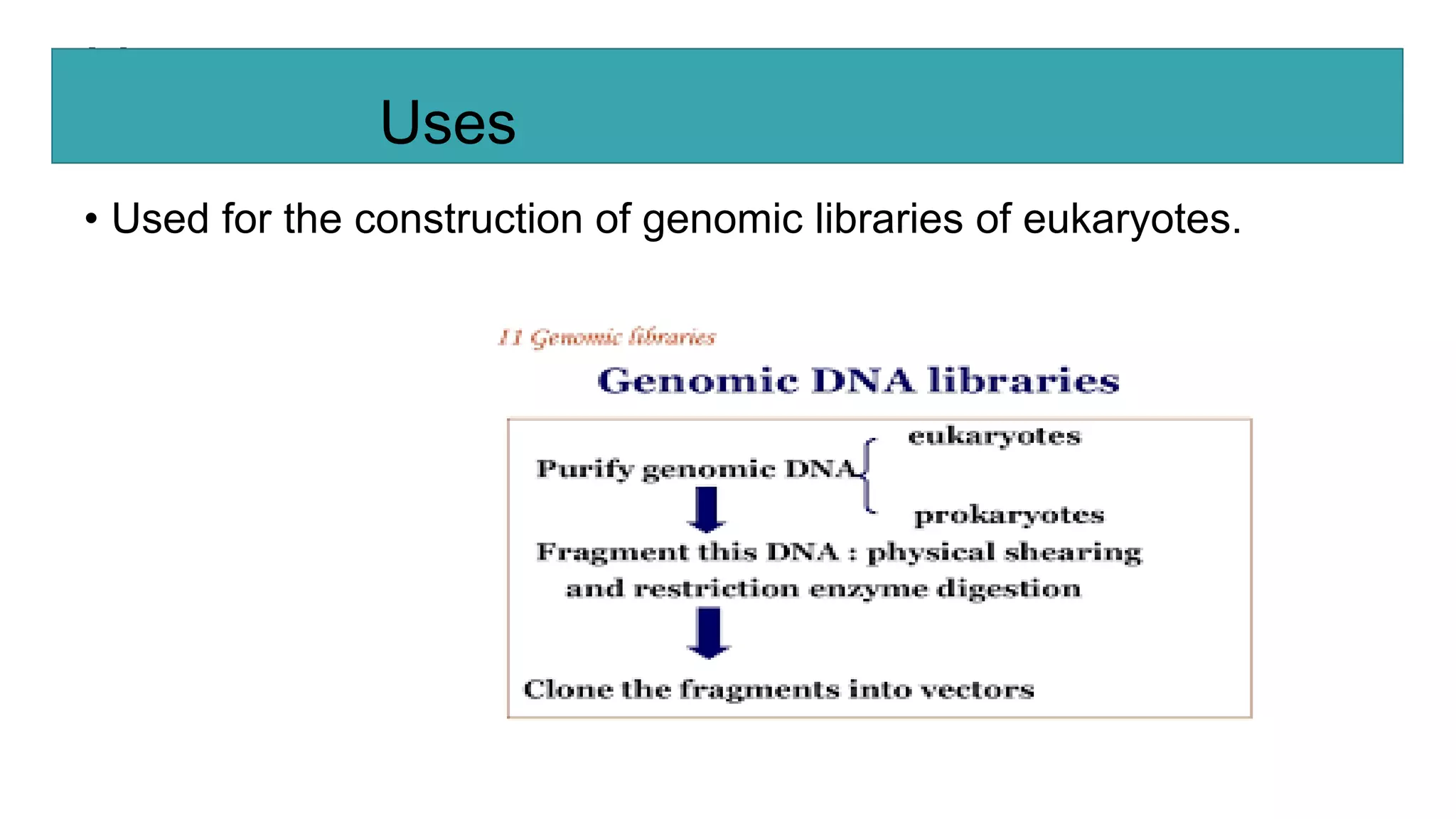 Uses
• Used for the construction of genomic libraries of eukaryotes.
Uses
 