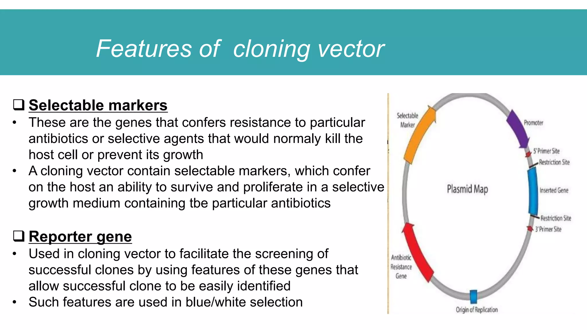 Features of cloning vector
 Selectable markers
• These are the genes that confers resistance to particular
antibiotics or selective agents that would normaly kill the
host cell or prevent its growth
• A cloning vector contain selectable markers, which confer
on the host an ability to survive and proliferate in a selective
growth medium containing tbe particular antibiotics
 Reporter gene
• Used in cloning vector to facilitate the screening of
successful clones by using features of these genes that
allow successful clone to be easily identified
• Such features are used in blue/white selection
 