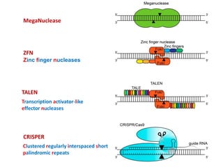 MegaNuclease
ZFN
Zinc finger nucleases
TALEN
Transcription activator-like
effector nucleases
CRISPER
Clustered regularly interspaced short
palindromic repeats