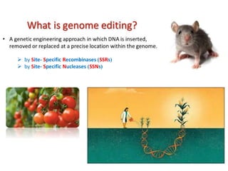 ➢ by Site- Specific Recombinases )SSRs(
➢ by Site- Specific Nucleases )SSNs(
 