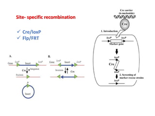 ✓ Cre/loxP
✓ Flp/FRT
Site- specific recombination
 