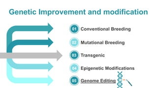 Genetic Improvement and modification
01
02
03
04
05
Conventional Breeding
Mutational Breeding
Transgenic
Epigenetic Modifications
Genome Editing
 