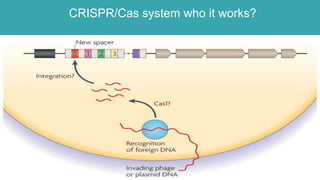 CRISPR/Cas system who it works?
 