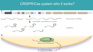 CRISPR/Cas system who it works?
 