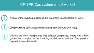 CRISPR/Cas system who it works?
A copy of the invading nucleic acid is integrated into the CRISPR locus.
CRISPR RNAs (crRNAs) are transcribed from this CRISPR locus.
crRNAs are then incorporated into effector complexes, where the crRNA
guides the complex to the invading nucleic acid and the Cas proteins
degrade this nucleic acid.
 
