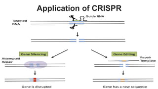 Application of CRISPR
 