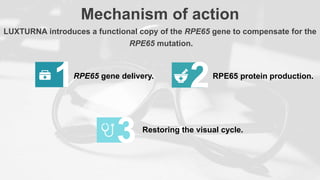 Mechanism of action
LUXTURNA introduces a functional copy of the RPE65 gene to compensate for the
RPE65 mutation.
1 2
3
RPE65 gene delivery. RPE65 protein production.
Restoring the visual cycle.
 
