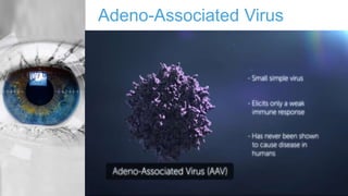 Adeno-Associated Virus
 