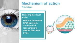 Mechanism of action
Third step:
With the functional
RPE65 protein,
11-cis-retinal
regenerates to
restore the visual
Cycle.
Restoring the visual
cycle:
 