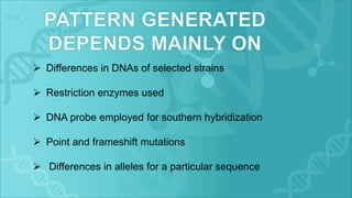  Differences in DNAs of selected strains
 Restriction enzymes used
 DNA probe employed for southern hybridization
 Point and frameshift mutations
 Differences in alleles for a particular sequence
 
