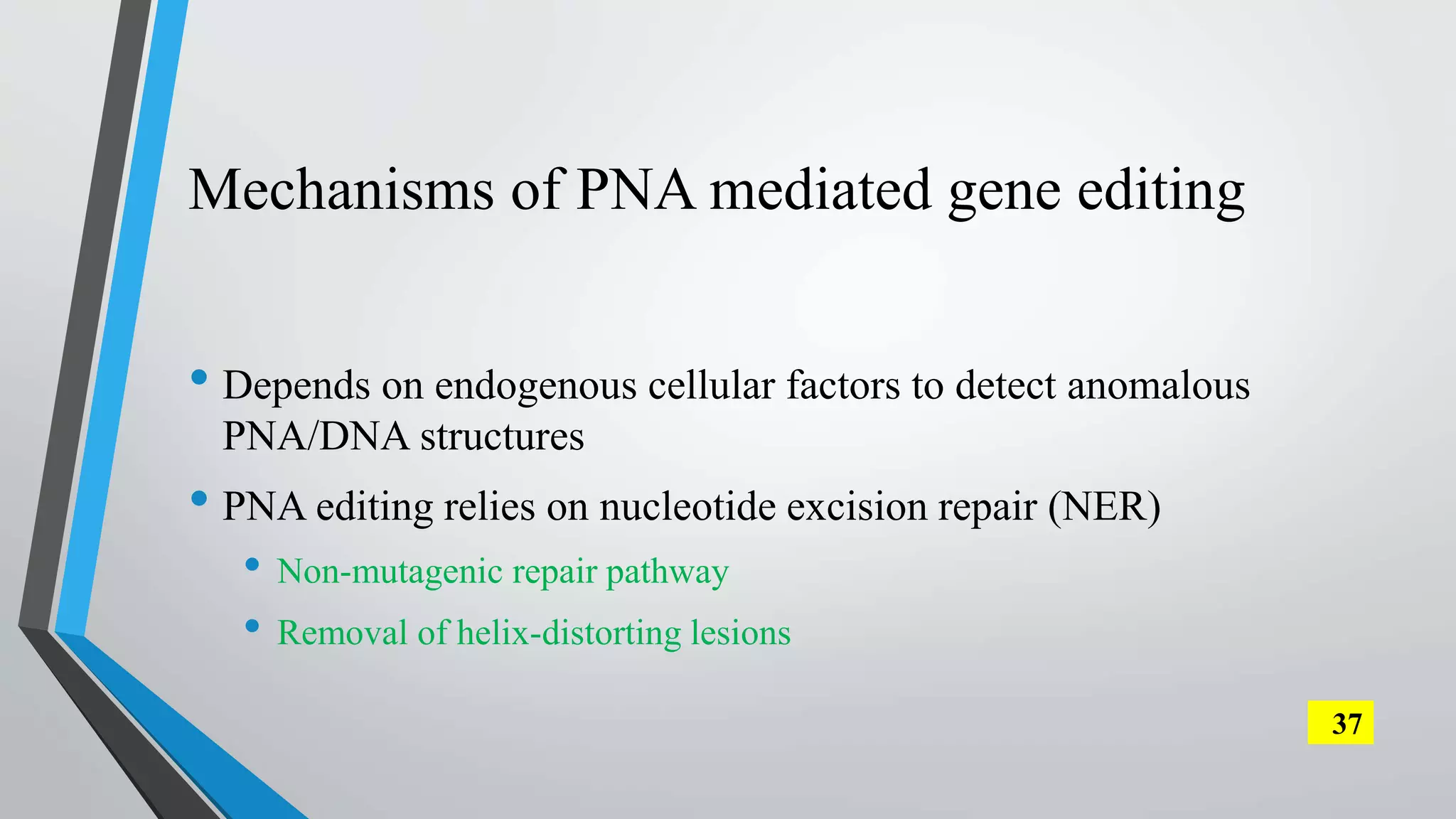 Mechanisms of PNA mediated gene editing
• Depends on endogenous cellular factors to detect anomalous
PNA/DNA structures
• PNA editing relies on nucleotide excision repair (NER)
• Non-mutagenic repair pathway
• Removal of helix-distorting lesions
37
 