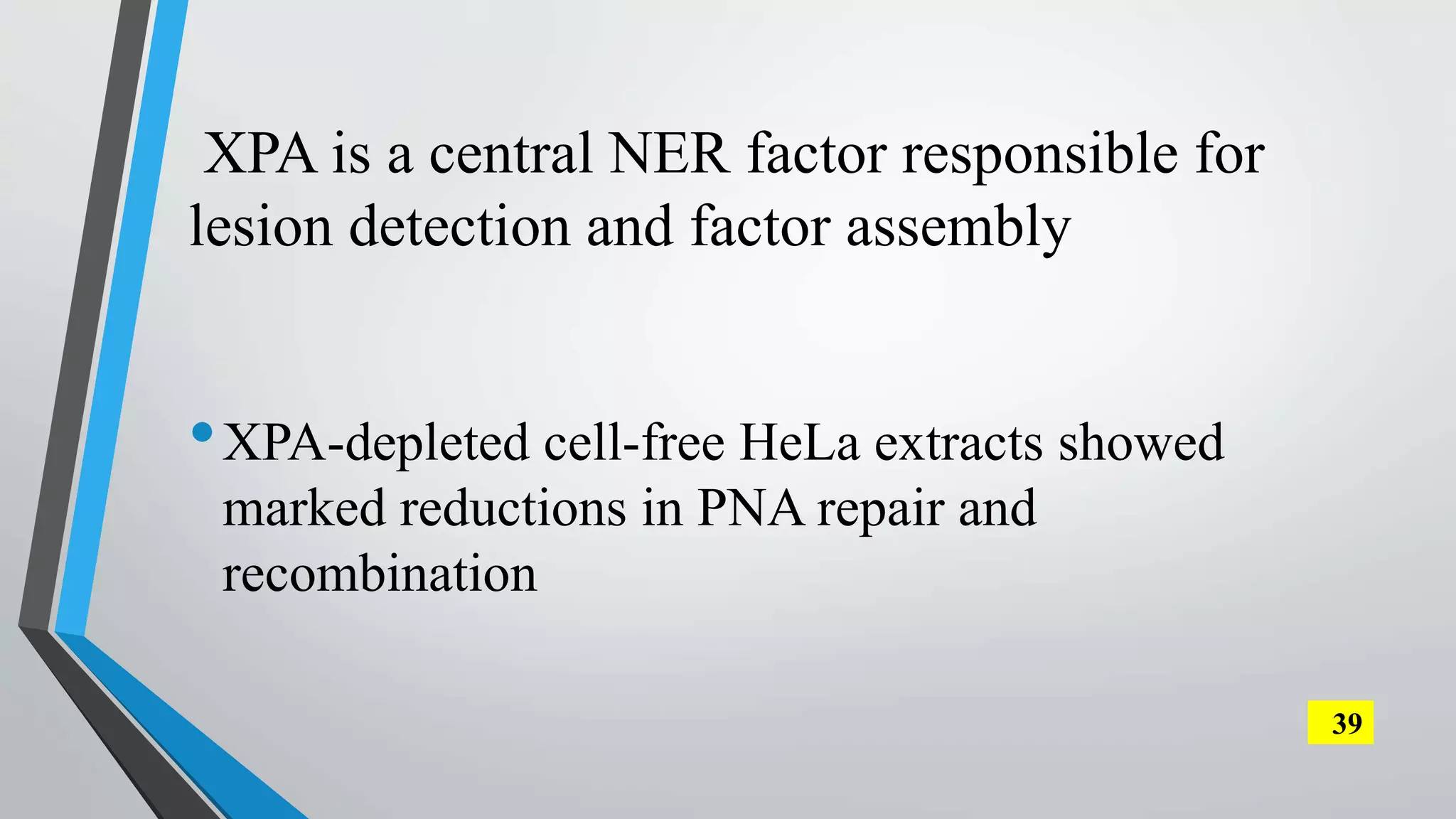 XPA is a central NER factor responsible for
lesion detection and factor assembly
•XPA-depleted cell-free HeLa extracts showed
marked reductions in PNA repair and
recombination
39
 