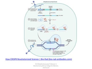 An overview of Genome editing using CRISPR - Cas 9.pdf
