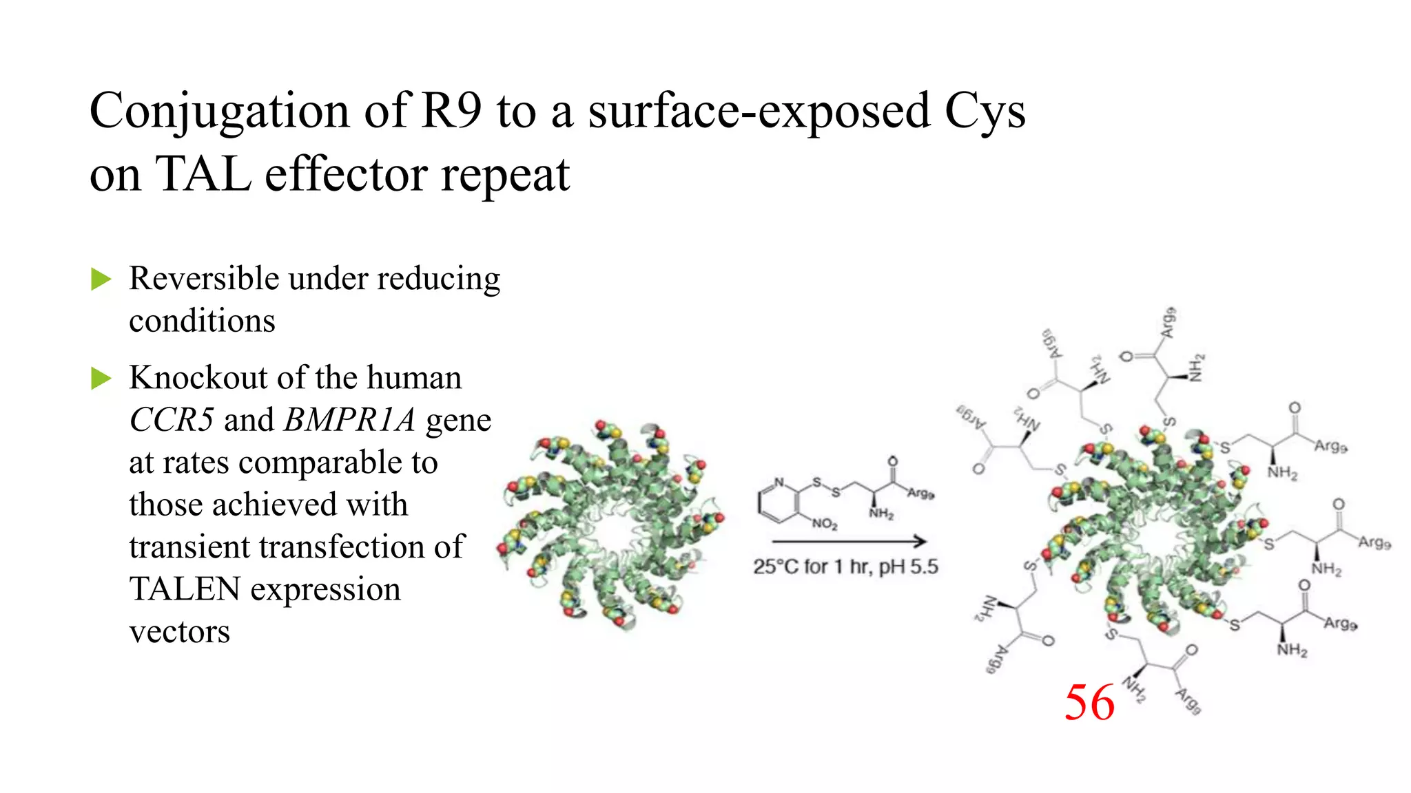 Conjugation of R9 to a surface-exposed Cys
on TAL effector repeat
 Reversible under reducing
conditions
 Knockout of the human
CCR5 and BMPR1A genes
at rates comparable to
those achieved with
transient transfection of
TALEN expression
vectors
56
 