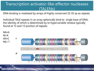 DNA binding is mediated by arrays of highly conserved 33-35 aa as repeats
Individual TALE repeats in an array spherically bind to single base of DNA,
the identity of which is determined by to hypervariable residue typically
found at 12 and 13 position of repeats
NN=G
NI=A
HD=C
NG= T
Transcription activator-like effector nucleases
(TALENs)
 