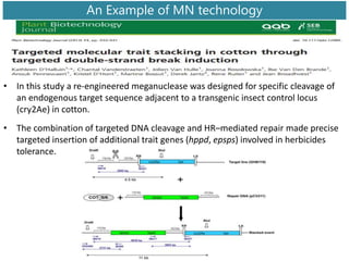 • In this study a re-engineered meganuclease was designed for specific cleavage of
an endogenous target sequence adjacent to a transgenic insect control locus
(cry2Ae) in cotton.
• The combination of targeted DNA cleavage and HR–mediated repair made precise
targeted insertion of additional trait genes (hppd, epsps) involved in herbicides
tolerance.
An Example of MN technology
 