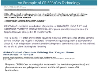 An Example of CRISPR/Cas Technology
They used CRISPR-Cas– technology for mutations in the inositol oxygenase (inox) and
phytoene desaturase (pds) genes in wheat and the pds gene in leaves of N.
benthamiana.
CRISPR/Cas 9 -mediated introduction of mutation at FLOWERING LOCUS T (FT) and
SQUAMOSA PROMOTER BINDING PROTEIN-LIKE 4 genes, somatic mutagenesis at the
targeted loci was observed in T1 transformants.
The T1 plants (FT) often showed late flowering indicative of the presence of large somatic
sectors in which the FT gene is mutated, further DNA sequencing analysis estimated that
about 90 % of independent chromosomal DNA fragments carried mutations in the analyzed
tissue of a T1 plant showing late flowering
 