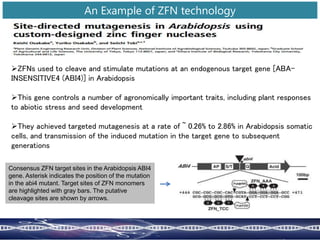 An Example of ZFN technology
ZFNs used to cleave and stimulate mutations at an endogenous target gene [ABA-
INSENSITIVE4 (ABI4)] in Arabidopsis
This gene controls a number of agronomically important traits, including plant responses
to abiotic stress and seed development
They achieved targeted mutagenesis at a rate of ~ 0.26% to 2.86% in Arabidopsis somatic
cells, and transmission of the induced mutation in the target gene to subsequent
generations
Consensus ZFN target sites in the Arabidopsis ABI4
gene. Asterisk indicates the position of the mutation
in the abi4 mutant. Target sites of ZFN monomers
are highlighted with gray bars. The putative
cleavage sites are shown by arrows.
 