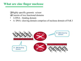What are zinc finger nuclease
Highly specific genomic scissor
Consists of two functional domains
• A DNA – binding domain
• A DNA- cleaving domain comprises of nuclease domain of FoK I
 