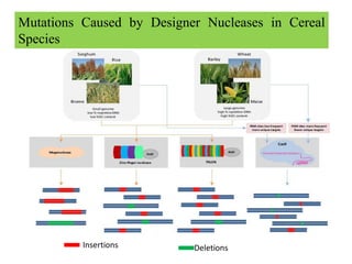 Genome editing technology future dynamic for crop improvement | PPTX