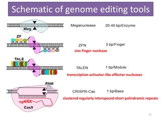 Genem Editing ویرایش ژنوم Genome editing tools | PPTX