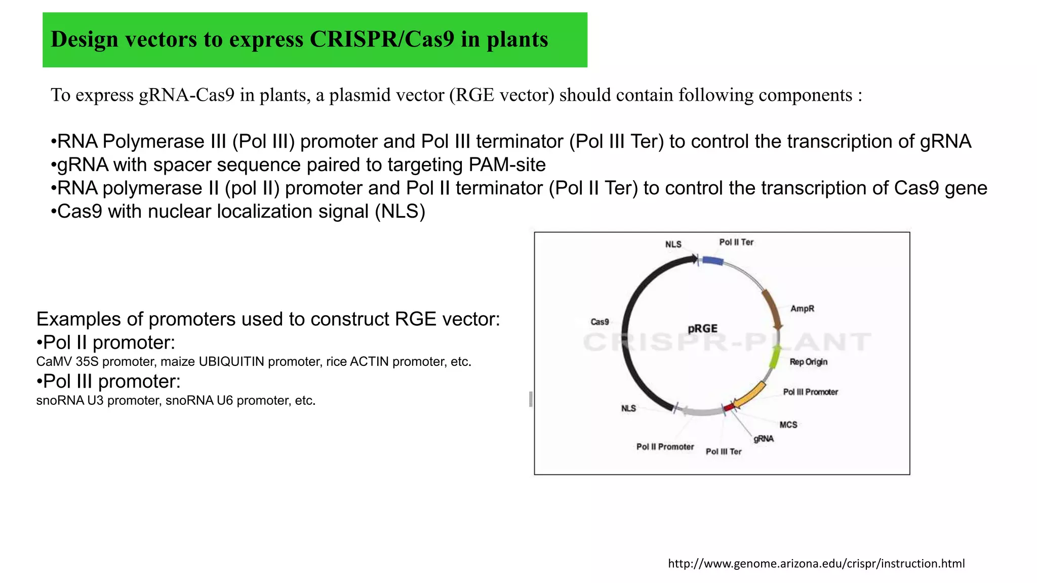 Genome Editing In Plants With Crispr cas9 PPTX genome-editing-in-plants-with-crispr-cas9-pptx