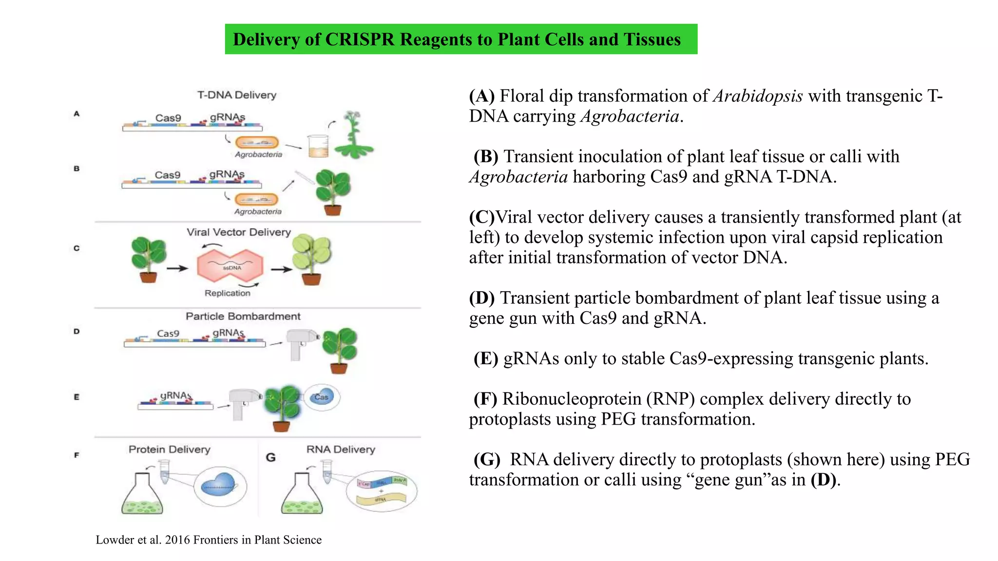Genome editing in Plants with crispr/cas9 | PPTX