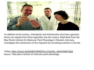 •In addition to the nucleus, chloroplasts and mitochondria also have a genome.
Genes can migrate from these organelles into the nucleus. Ralph Bock from the
Max Planck Institute for Molecular Plant Physiology in Potsdam, Germany,
investigates the mechanisms of this migration by simulating evolution in the lab.
•Video: https://youtu.be/bGdbYIa95KQ?list=LL5yclIdu_AxDvVYq9k7s2gA
Source : Max plant institute of molecular plant physiology.
 