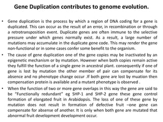 Gene Duplication contributes to genome evolution.
• Gene duplication is the process by which a region of DNA coding for a gene is
duplicated. This can occur as the result of an error, in recombination or through
a retrotransposition event. Duplicate genes are often immune to the selective
pressure under which genes normally exist. As a result, a large number of
mutations may accumulate in the duplicate gene code. This may render the gene
non-functional or in some cases confer some benefit to the organism.
• The cause of gene duplication one of the gene copies may be inactivated by an
epigenetic mechanism or by mutation. However when both copies remain active
they fulfill the function of a single gene in ancestral plant. consequently if one of
gene is lost by mutation the other member of pair can compensate for its
absence and no phenotype change occur .If both gene are lost by muation then
compensation protein is available and a mutant phenotype is observed .
• When the function of two or more gene overlaps in this way the gene are said to
be “Functionally redundant” eg SHP-1 and SHP-2 gene these gene control
formation of elongated fruit in Arabidopsis. The loss of one of these gene by
mutation does not result in formation of defective fruit –one gene can
compensate for absense of another. It is only when both gene are mutated that
abnormal fruit development development occur.
 