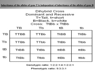 Inheritance of the alleles of gene T is independent of inheritance of the alleles of gene B
 