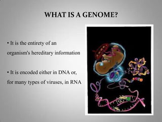 WHAT IS A GENOME?
• It is the entirety of an
organism's hereditary information
• It is encoded either in DNA or,
for many types of viruses, in RNA
 