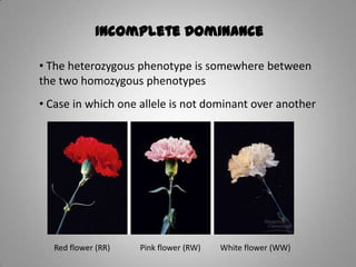 Incomplete Dominance
• The heterozygous phenotype is somewhere between
the two homozygous phenotypes
• Case in which one allele is not dominant over another
Red flower (RR) White flower (WW)Pink flower (RW)
 