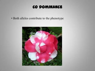Co dominance
• Both alleles contribute to the phenotype
 