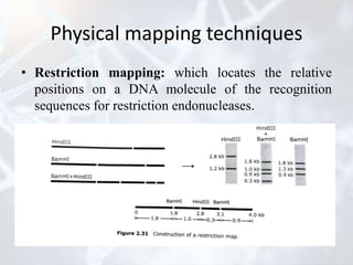 Genome mapping | PPTX